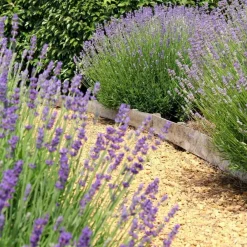 La Green Touch - Lavande angustifolia felice® x 24 Online