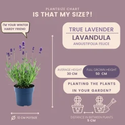 La Green Touch - Lavande angustifolia felice® x 24 Online