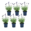 La Green Touch - Lavande angustifolia felice® lot de 6 - 12 cm - plante fleurie extérieur New