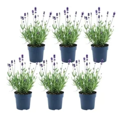 La Green Touch - Lavande angustifolia felice® lot de 6 - 12 cm - plante fleurie extérieur New