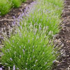 La Green Touch - Lavande angustifolia felice® lot de 6 - 12 cm - plante fleurie extérieur New