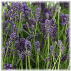 La Green Touch - Lavande angustifolia felice® lot de 6 - 12 cm - plante fleurie extérieur New