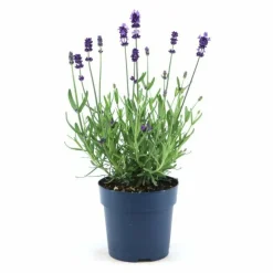 La Green Touch - Lavande angustifolia felice® lot de 6 - 12 cm - plante fleurie extérieur New