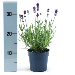 La Green Touch - Lavande angustifolia felice® lot de 6 - 12 cm - plante fleurie extérieur New