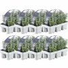 La Green Touch - Lavande angustifolia - 8 packs de 6