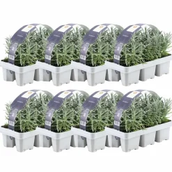 La Green Touch - Lavande angustifolia - 8 packs de 6