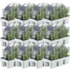 La Green Touch Plantes Méditerranéennes | - Lavande angustifolia - 12 packs de 6
