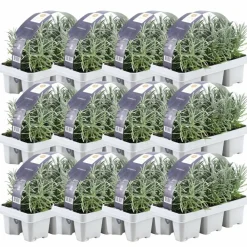 La Green Touch Plantes Méditerranéennes | - Lavande angustifolia - 12 packs de 6