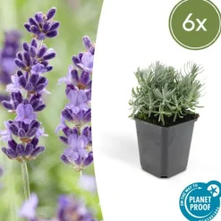 La Green Touch - Lavande 'hidcote' x6 – entre 0,38 et 0,5m2 Hot