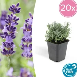 La Green Touch - Lavande 'hidcote' x20 – entre 1,25 et 1,67m2 Outlet