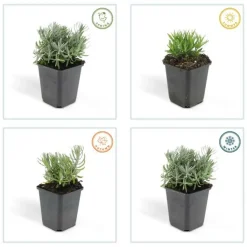 La Green Touch - Lavande 'hidcote' x20 – entre 1,25 et 1,67m2 Outlet