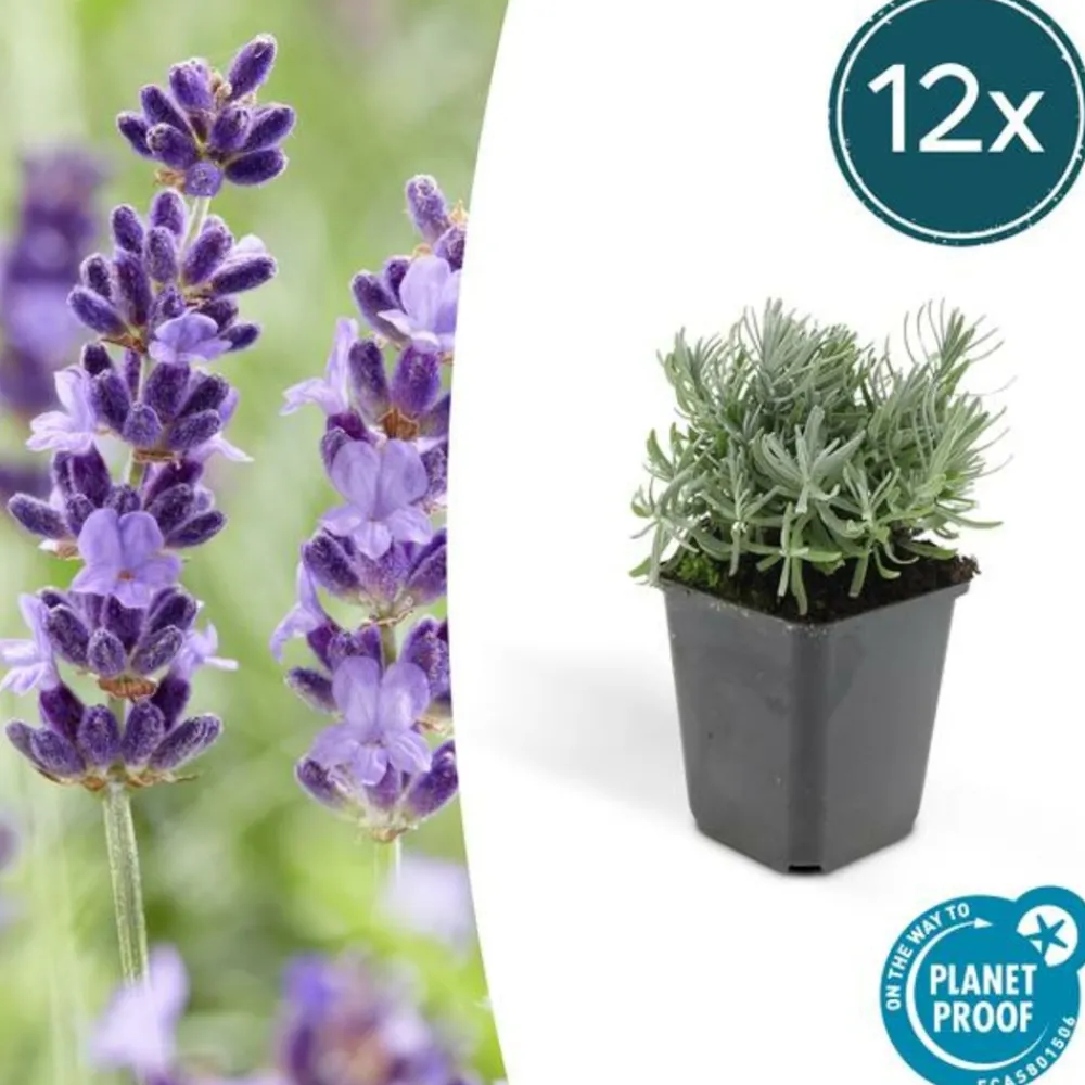 La Green Touch - Lavande 'hidcote' x12 – entre 0,75 et 1m2 Outlet
