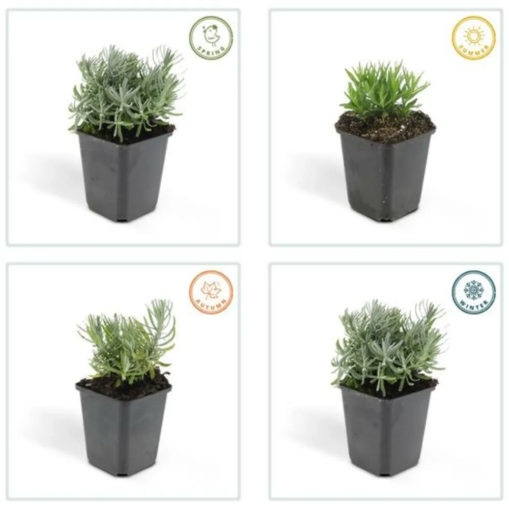La Green Touch - Lavande 'hidcote' x12 – entre 0,75 et 1m2 Outlet
