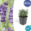 La Green Touch - Lavande 'hidcote' x40 – entre 2,5 et 3,33m2 Sale