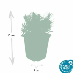 La Green Touch - Lavande 'hidcote' x40 – entre 2,5 et 3,33m2 Sale