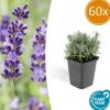 La Green Touch Plantes De Haies | - Lavande 'hidcote' x60 – entre 3,75 et 5m2