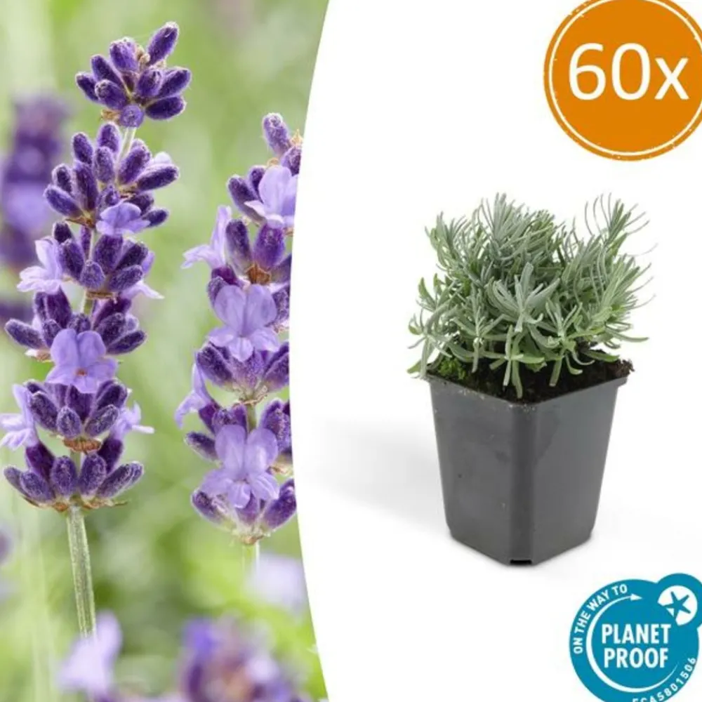 La Green Touch Plantes De Haies | - Lavande 'hidcote' x60 – entre 3,75 et 5m2