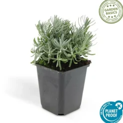 La Green Touch Plantes De Haies | - Lavande 'hidcote' x60 – entre 3,75 et 5m2