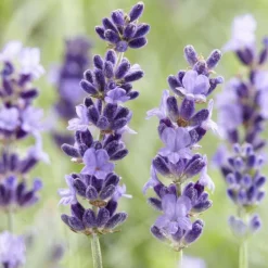 La Green Touch Plantes De Haies | - Lavande 'hidcote' x60 – entre 3,75 et 5m2