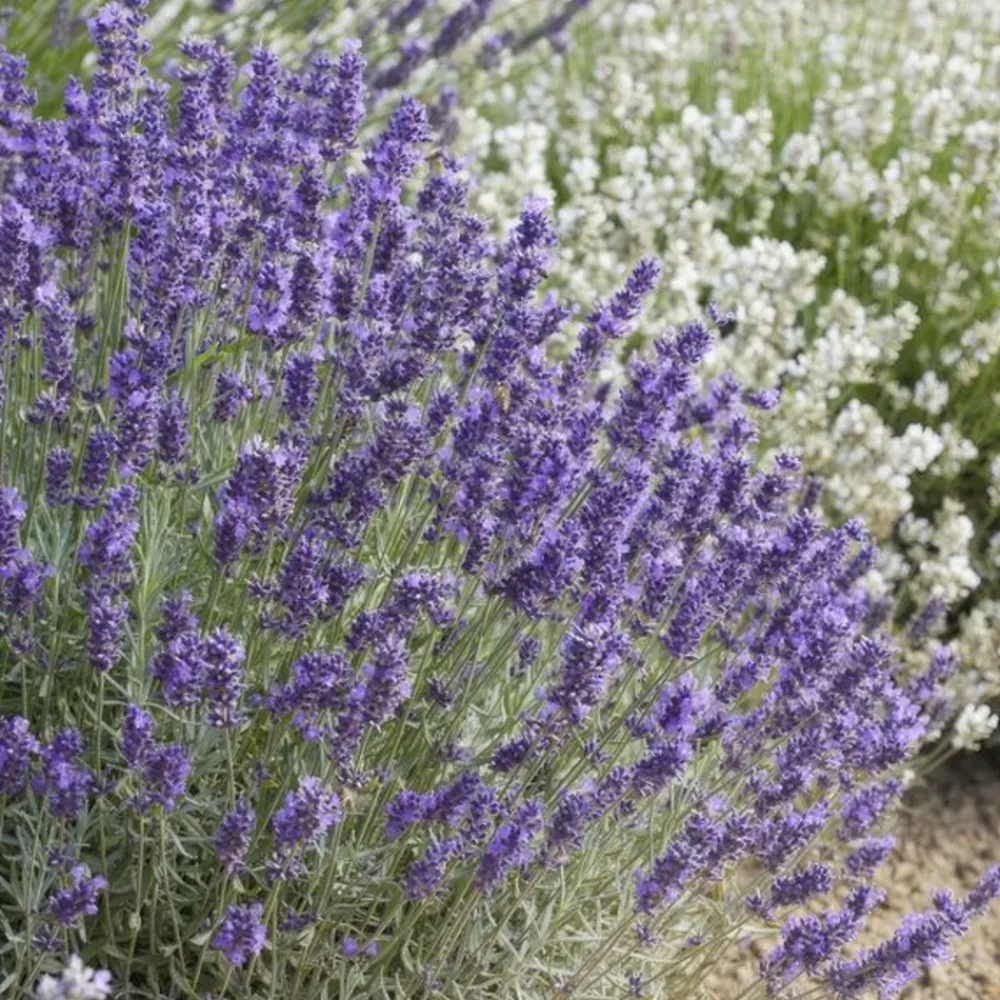 La Green Touch Plantes De Haies | - Lavande 'hidcote' x60 – entre 3,75 et 5m2