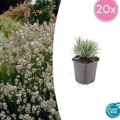 La Green Touch - Lavande vraie blanche 'edelweiss' x12 – entre 0,75 et 1m2 Clearance