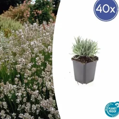 La Green Touch - Lavande vraie blanche 'edelweiss' x12 – entre 0,75 et 1m2 Clearance