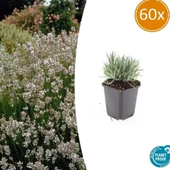 La Green Touch - Lavande vraie blanche 'edelweiss' x60 – entre 3,75 et 5m2 Hot