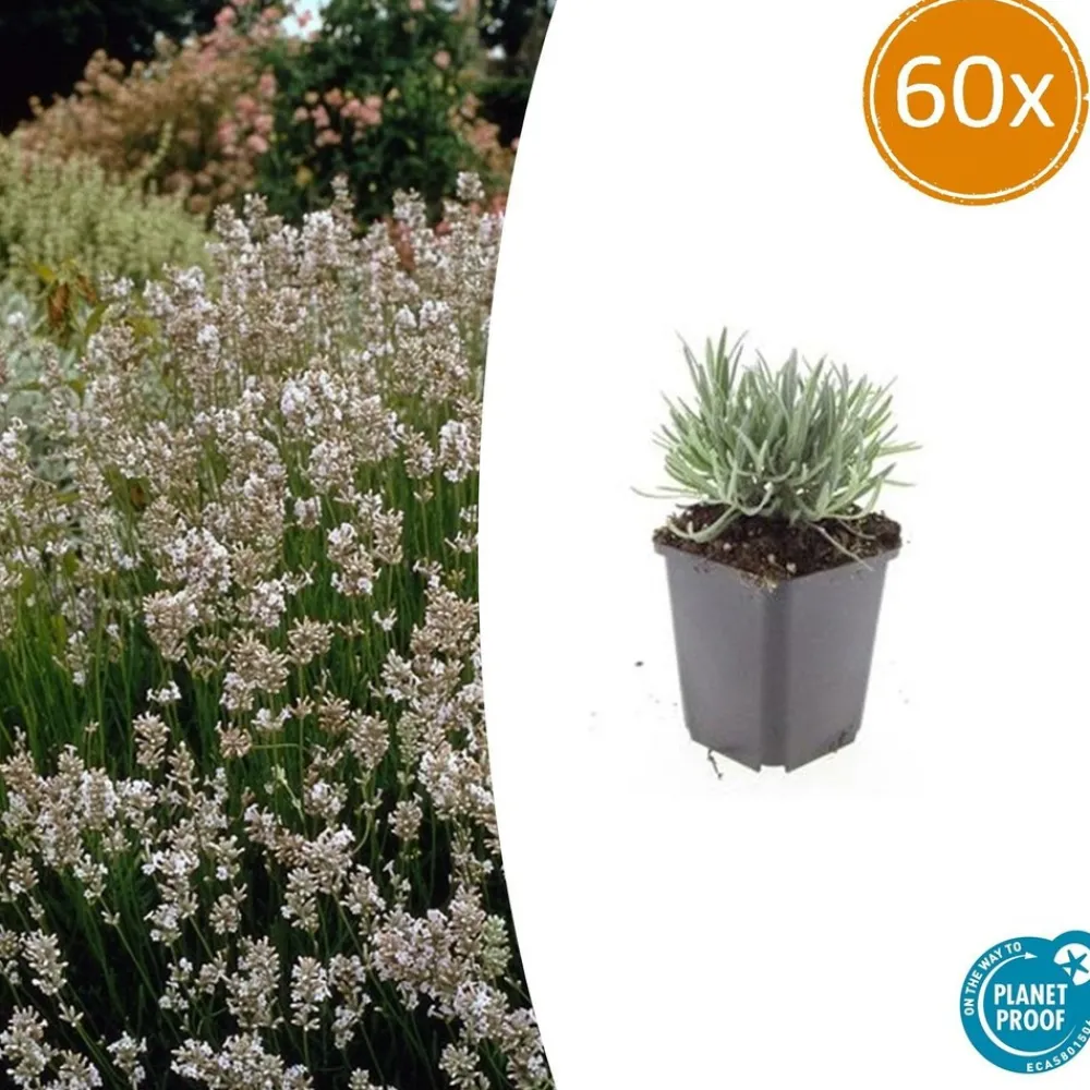 La Green Touch - Lavande vraie blanche 'edelweiss' x60 – entre 3,75 et 5m2 Hot