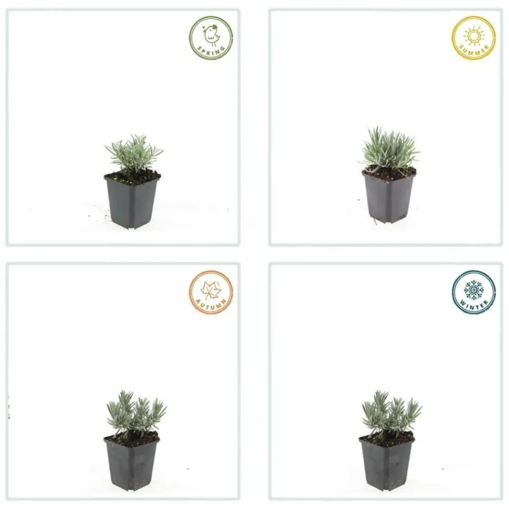 La Green Touch - Lavande vraie blanche 'edelweiss' x60 – entre 3,75 et 5m2 Hot