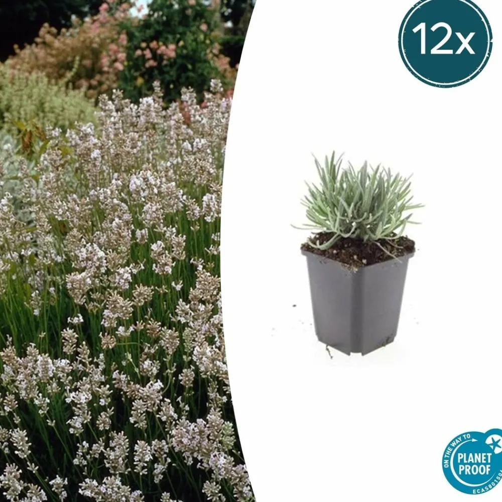 La Green Touch - Lavande vraie blanche 'edelweiss' x60 – entre 3,75 et 5m2 Hot