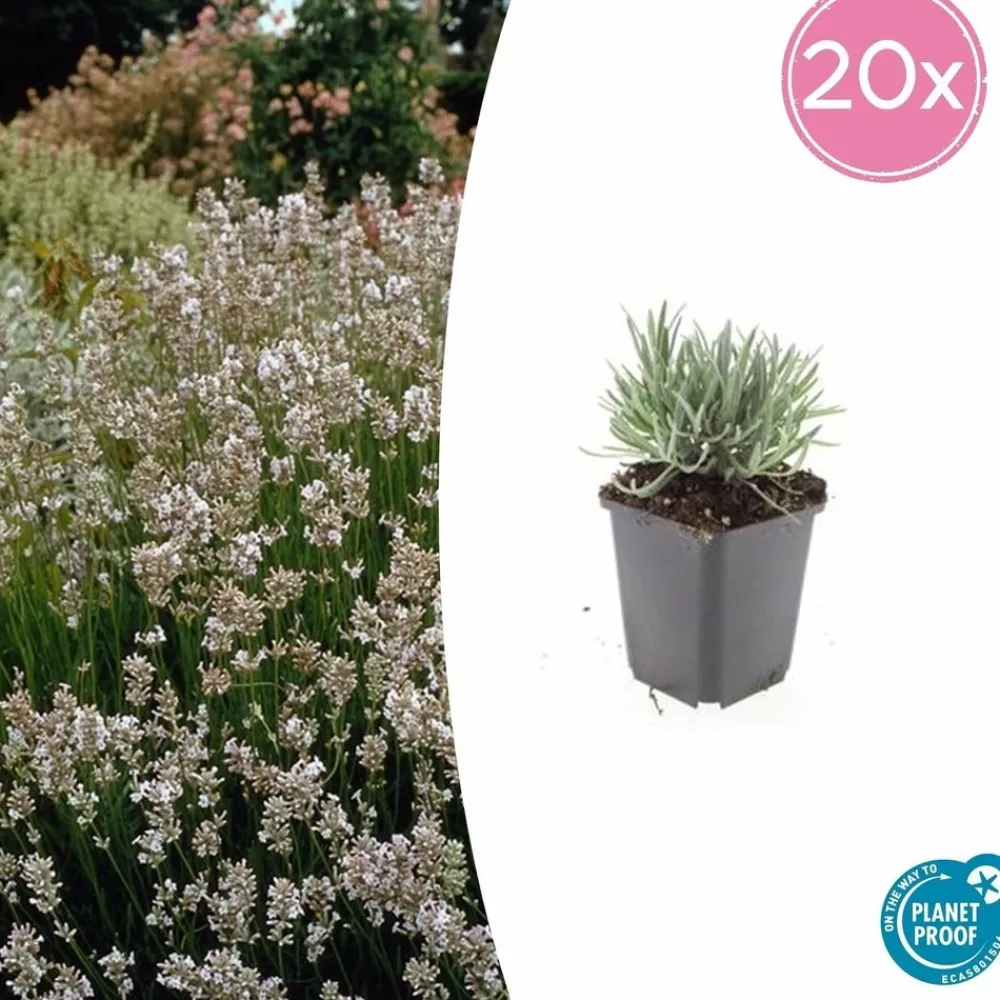 La Green Touch - Lavande vraie blanche 'edelweiss' x60 – entre 3,75 et 5m2 Hot