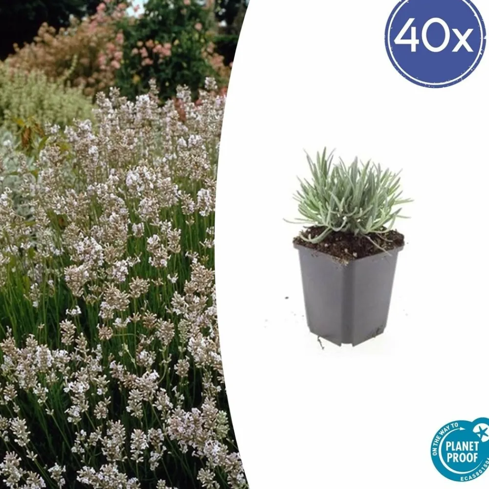La Green Touch - Lavande vraie blanche 'edelweiss' x60 – entre 3,75 et 5m2 Hot