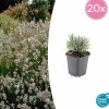 La Green Touch - Lavande vraie blanche 'edelweiss' x20 – entre 1,25 et 1,67m2 Online