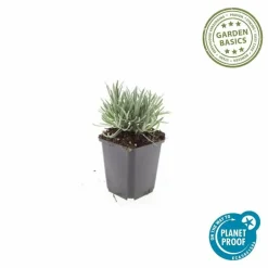 La Green Touch - Lavande vraie blanche 'edelweiss' x20 – entre 1,25 et 1,67m2 Online