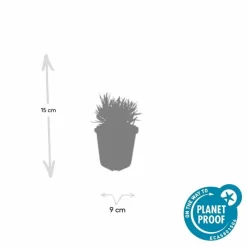 La Green Touch - Lavande vraie blanche 'edelweiss' x20 – entre 1,25 et 1,67m2 Online