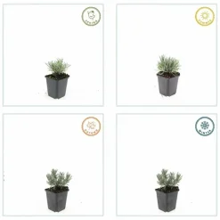 La Green Touch - Lavande vraie blanche 'edelweiss' x20 – entre 1,25 et 1,67m2 Online