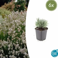 La Green Touch Plantes De Haies | - Lavande vraie blanche 'edelweiss' x6 – entre 0,38 et 0,5m2