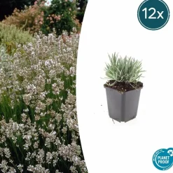 La Green Touch Plantes De Haies | - Lavande vraie blanche 'edelweiss' x6 – entre 0,38 et 0,5m2