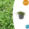 La Green Touch Plantes Vivaces | - Leptinella squalida x60 – entre 3,75 et 5m2