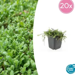 La Green Touch Plantes Vivaces | - Leptinella squalida x60 – entre 3,75 et 5m2