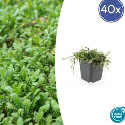 La Green Touch - Leptinella squalida x40 – entre 2,5 et 3,33m2
