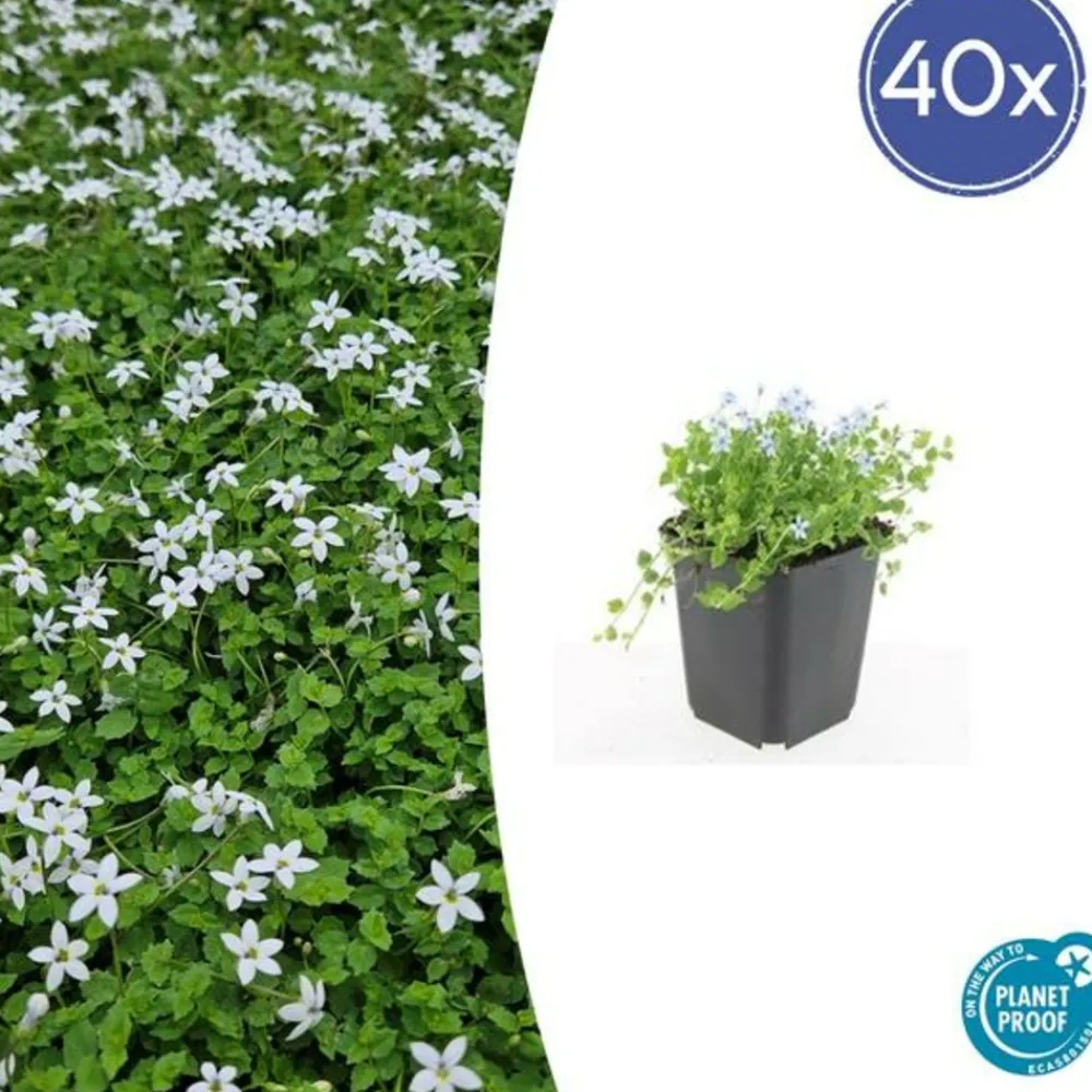 La Green Touch - Leptinella squalida x40 – entre 2,5 et 3,33m2