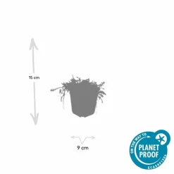 La Green Touch - Leptinella squalida x40 – entre 2,5 et 3,33m2