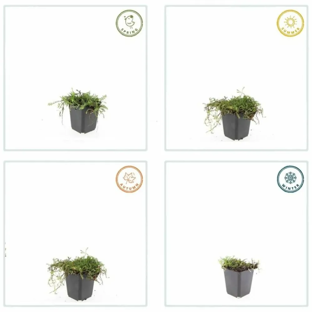 La Green Touch - Leptinella squalida x40 – entre 2,5 et 3,33m2