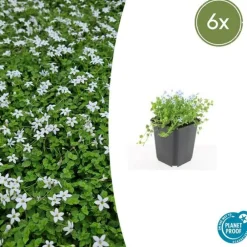 La Green Touch Plantes Vivaces | - Leptinella squalida x6 – entre 0,38 et 0,5m2
