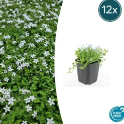La Green Touch - Leptinella squalida x12 – entre 0,75 et 1m2 New