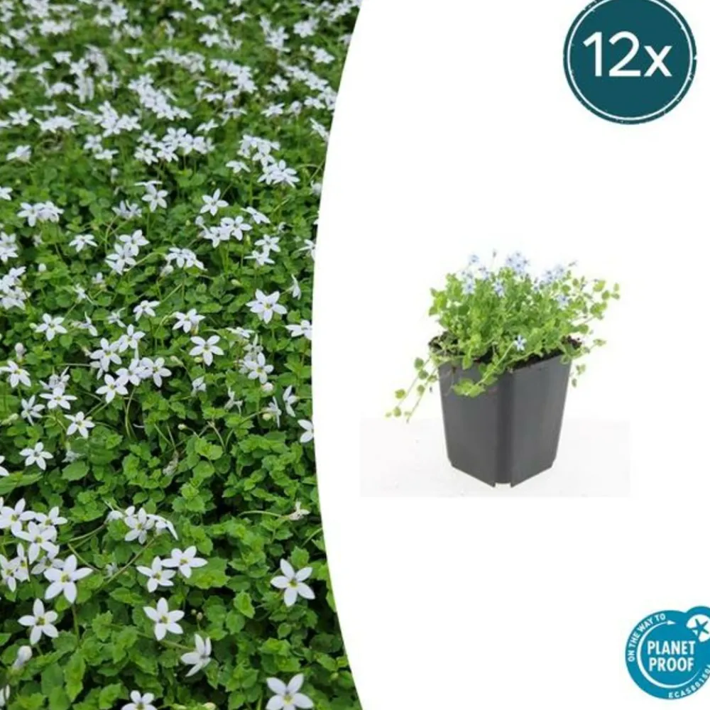 La Green Touch - Leptinella squalida x12 – entre 0,75 et 1m2 New