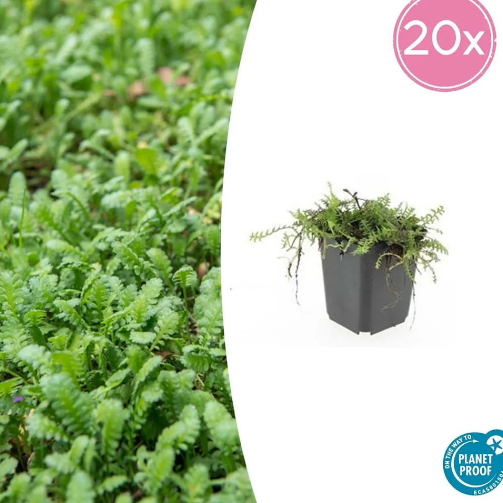 La Green Touch - Leptinella squalida x12 – entre 0,75 et 1m2 New