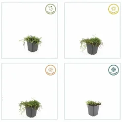 La Green Touch - Leptinella squalida x20 – entre 1,25 et 1,67m2 Outlet