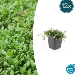La Green Touch - Leptinella squalida x20 – entre 1,25 et 1,67m2 Outlet